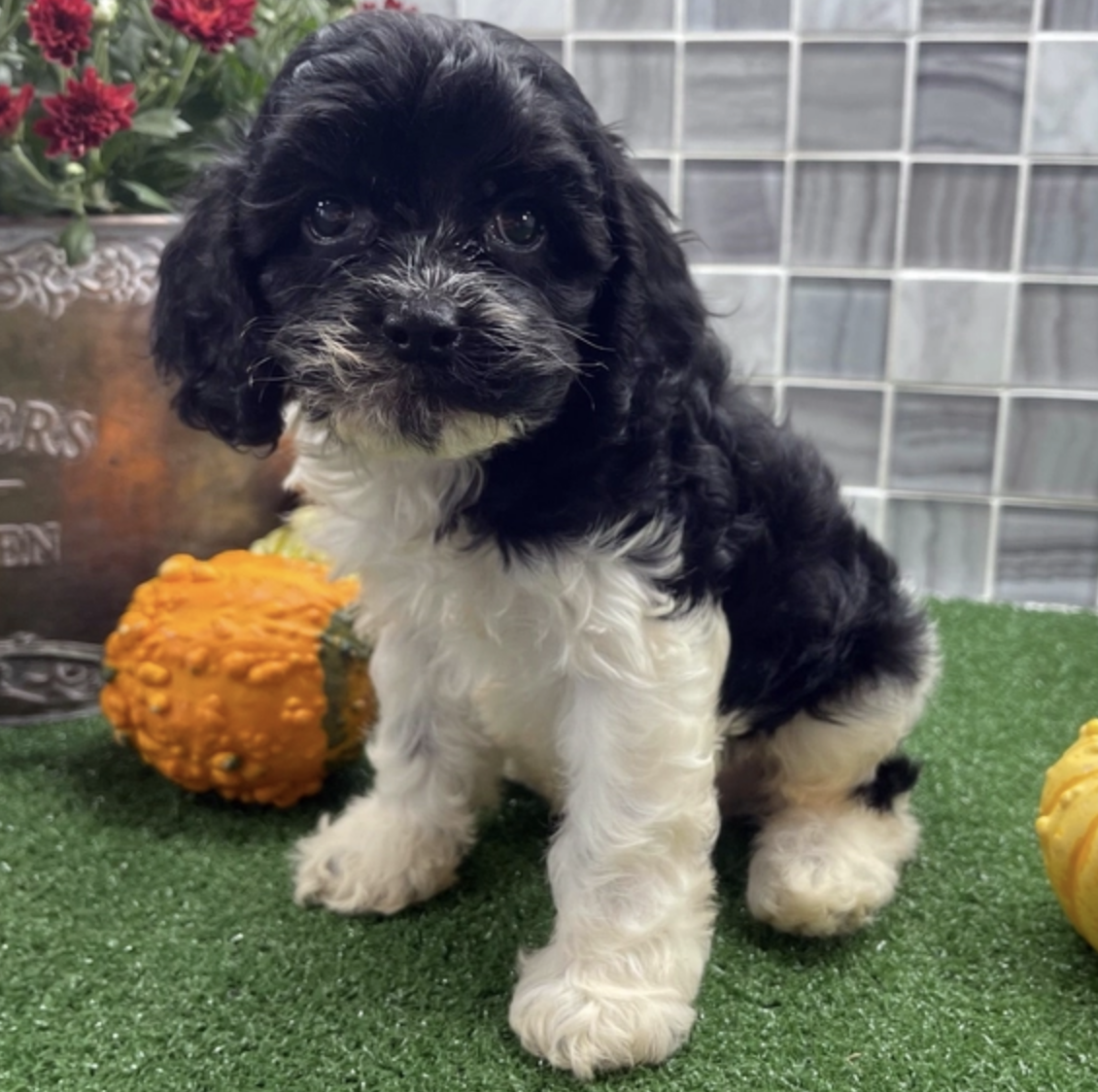 comprar cachorros sanos, baratos y asequibles para la venta